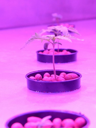 TAK UPRAWIA SIĘ MEDYCZNĄ MARIHUANĘ