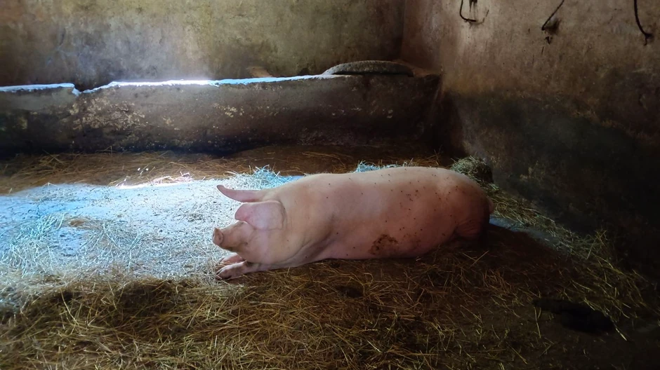 Svinja koja je napala Milovana