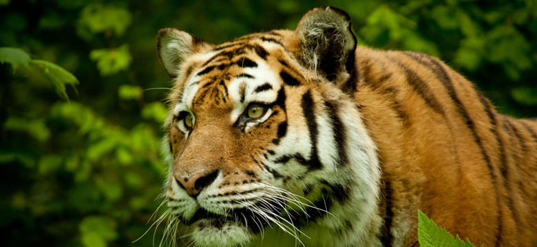 Tygrysy zabiły kobietę w zoo w Pekinie. "Rzuciły się na nią, gdy wyszła z samochodu"