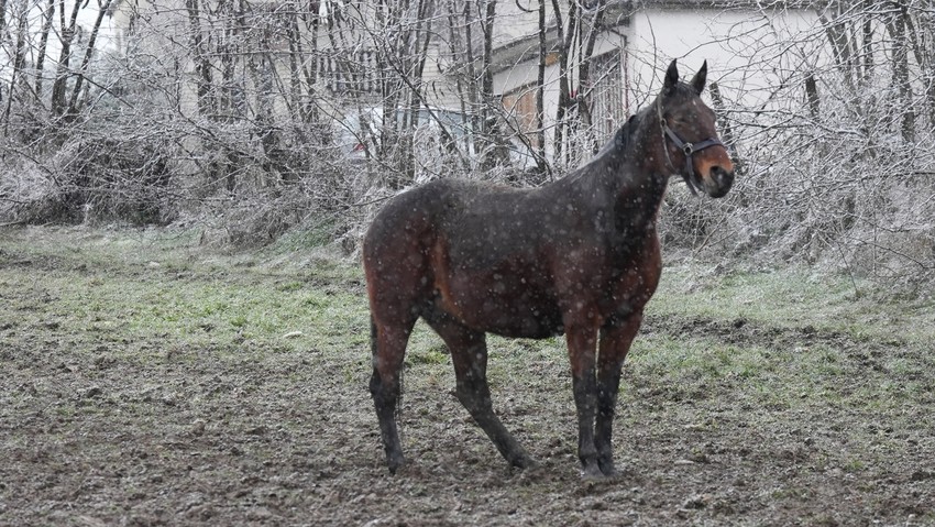 Tri prekrasna konja galopirala u Čačku