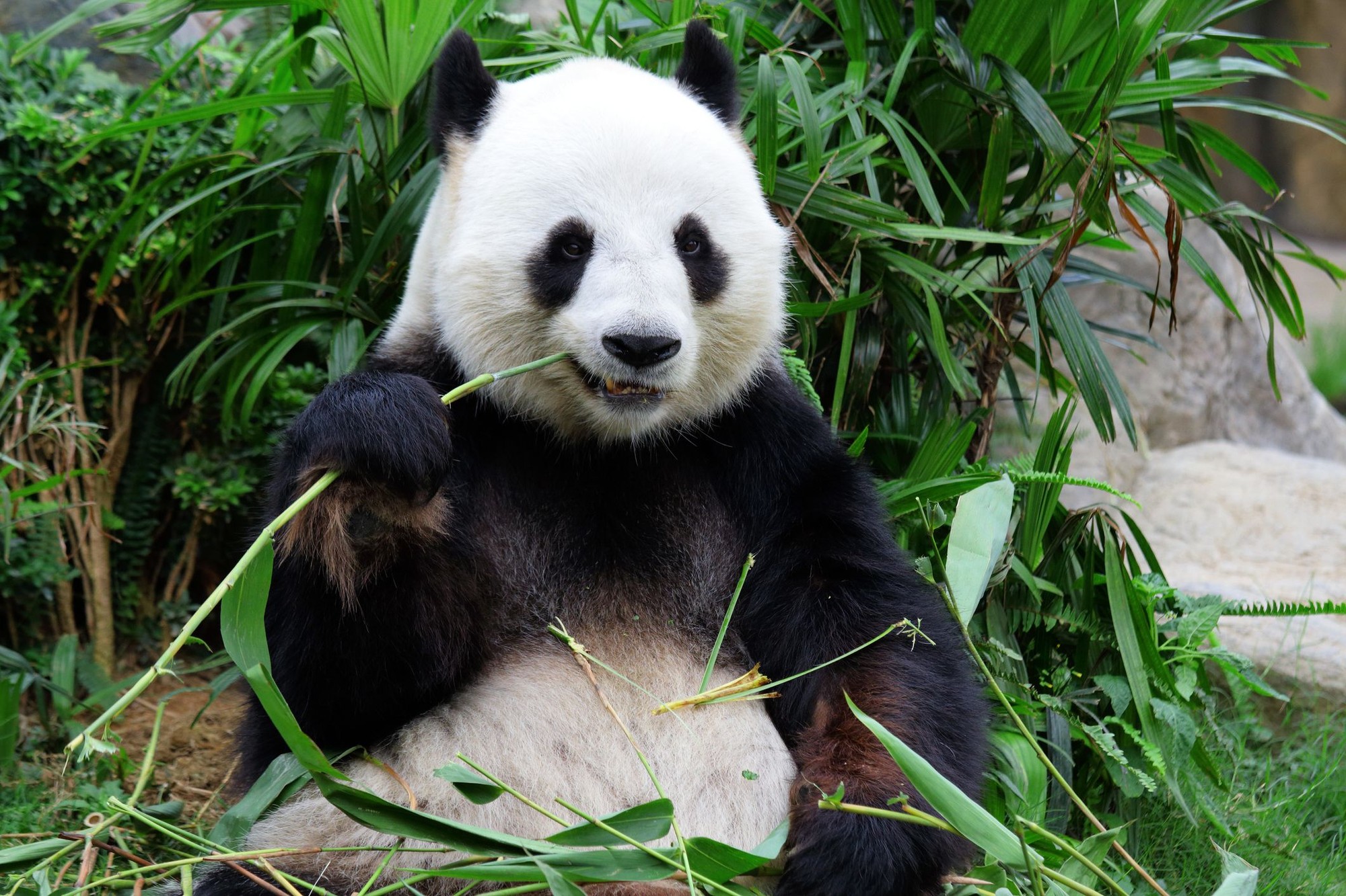 Panda sa začala dusiť.
