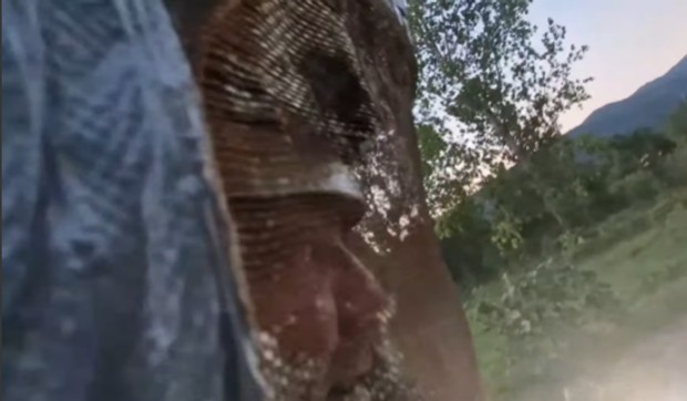 Vladica Stanković, hvatač zmija , juri stršljene