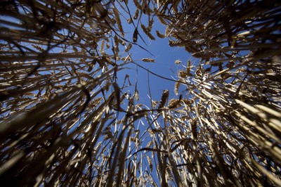 Wojna w Ukrainie to cios dla Afryki. Nadciąga kryzys żywnościowy