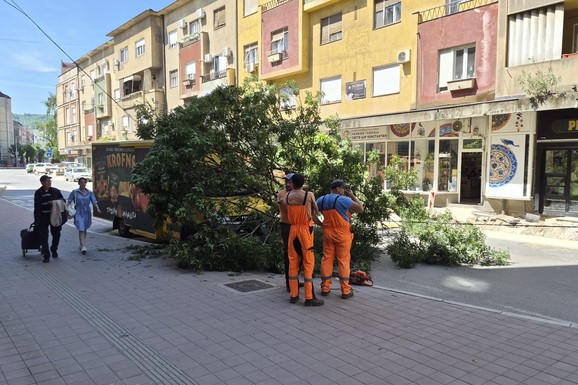 (FOTO, VIDEO) Čovek vozio, odjednom mu OGROMNO DRVO PALO PREKO HAUBE! Incident u strogom centru Niša: Vozač u šoku, jedva izašao iz kamiona