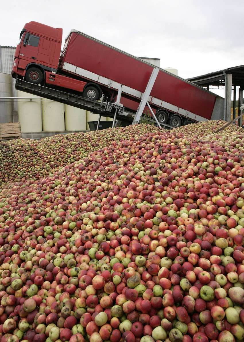 60 tona po hektaru je rod na visokorodnim plantažama