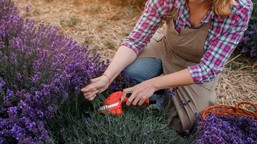 kiedy i jak przycinać lawendę? 3 najważniejsze terminy [poradnik]