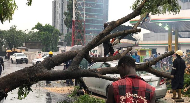 Heavy rainfall fell some trees in Lagos on Monday, May 20, 2019, worsening the traffic situation in the state [Twitter/@lasemasocial]