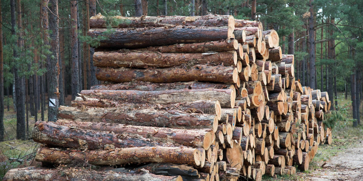 Jedna decyzja Lasów Państwowych może mieć fatalne skutki dla polskiego eksportu.