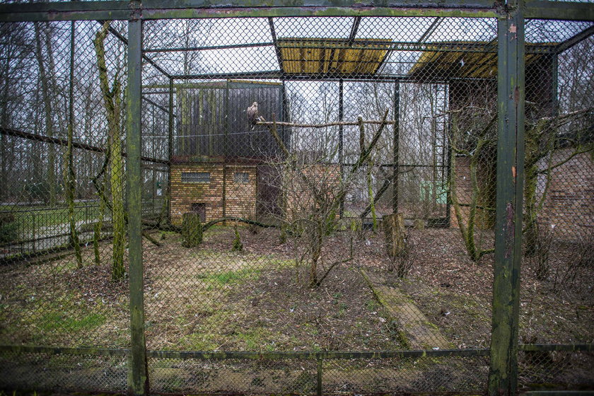 Wyremontują woliery dla ptaków drapieżnych z poznańskiego Zoo