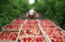 FAO: w maju ceny żywności na świecie najniższe od września 2011