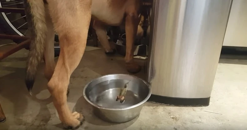 Brčkanje u Reksovoj činiji