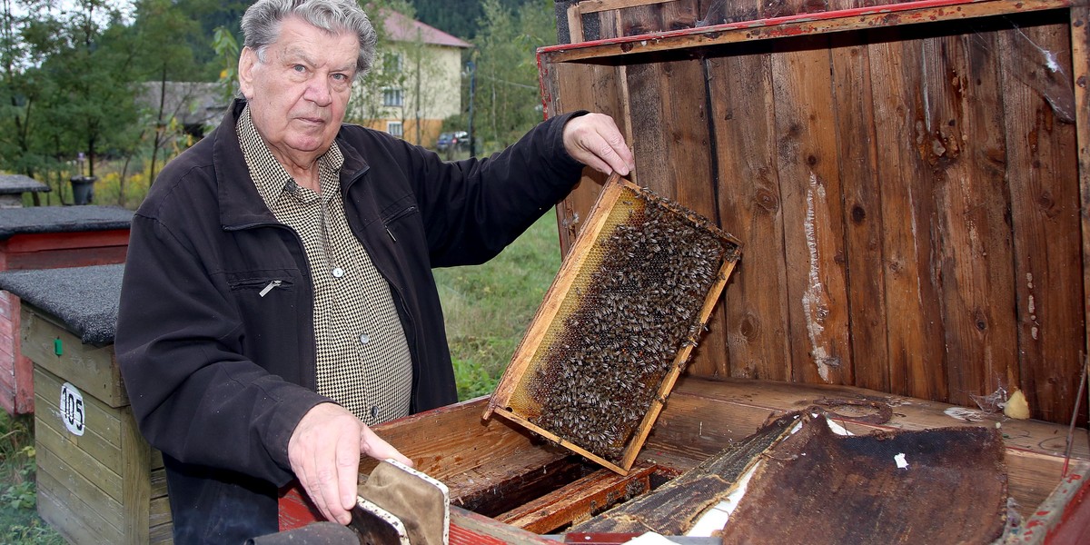 Sąd kazał zagazować pszczoły, bo przeszkadzają sąsiadom.