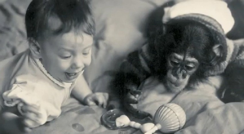 Šimpanza nazvan Nim Čimpski odvojen je od majke i odgajen među ljudima