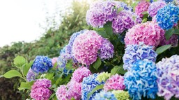 zakop pod hortensją. ten naturalny nawóz pobudzi krzew do wzrostu