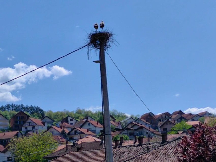 Mladi par roda svija gnezdo
