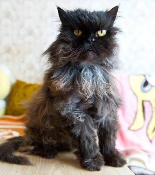 Panni a legöregebb perzsa macska lehet a világon - Blikk