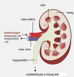 Cukorbetegség szövődményei