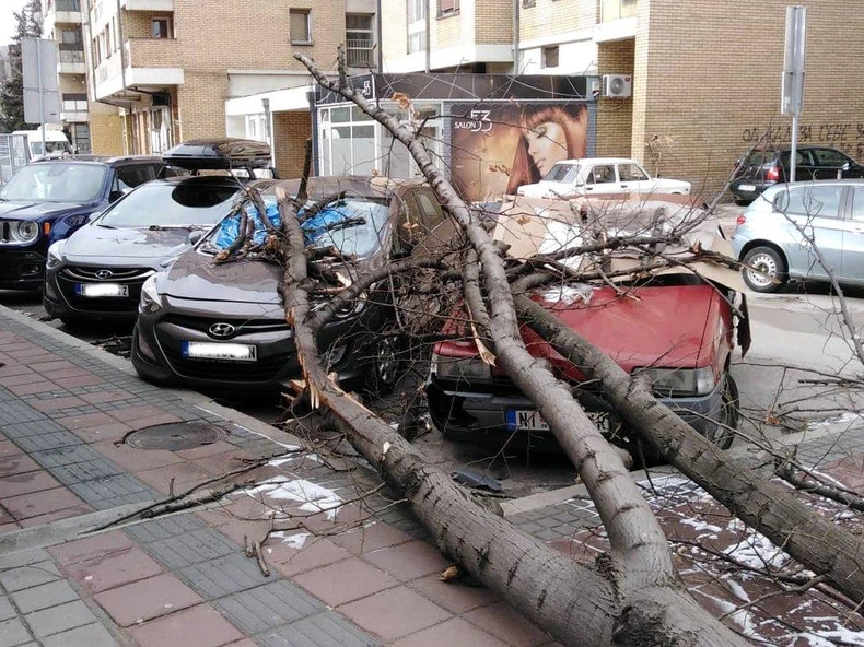 Stablo koje se srušilo kod Uslužnog centra "Medijana"