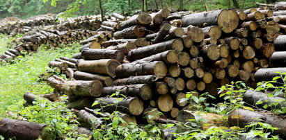 Kup drewno od leśników