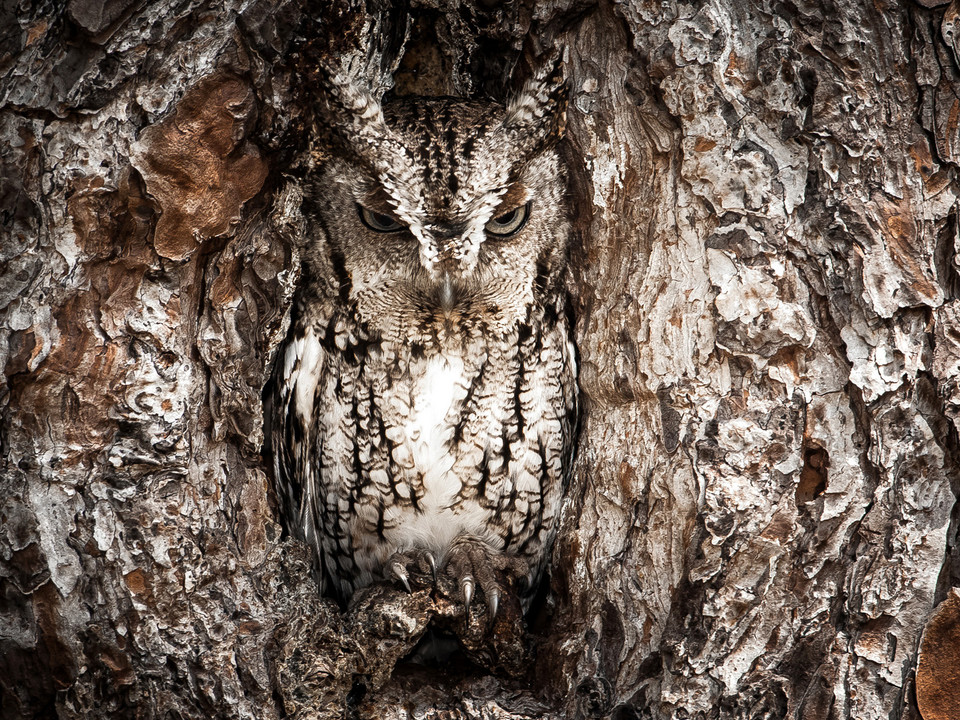 Portrait of an Eastern Screech Owl (pol. Portret syczonia krzykliwego) - Graham McGeorge/National Geographic Traveler Photo Contest