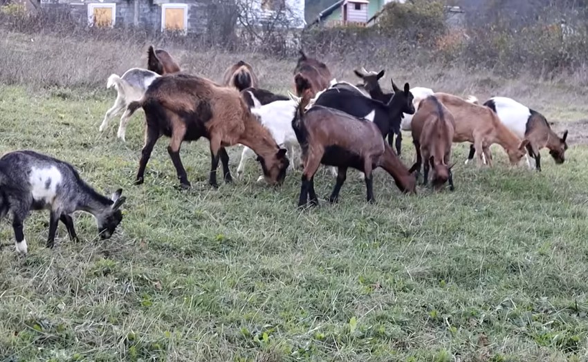 Printscreen youtube Alen Avdic