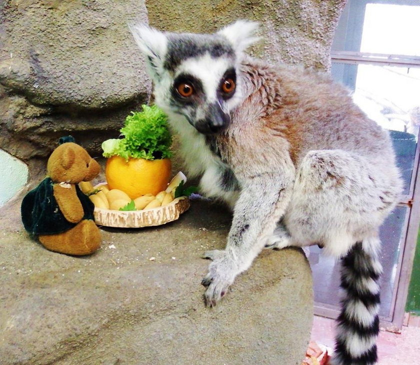 Chorzów. Międzynarodowy Dzień Lemura 