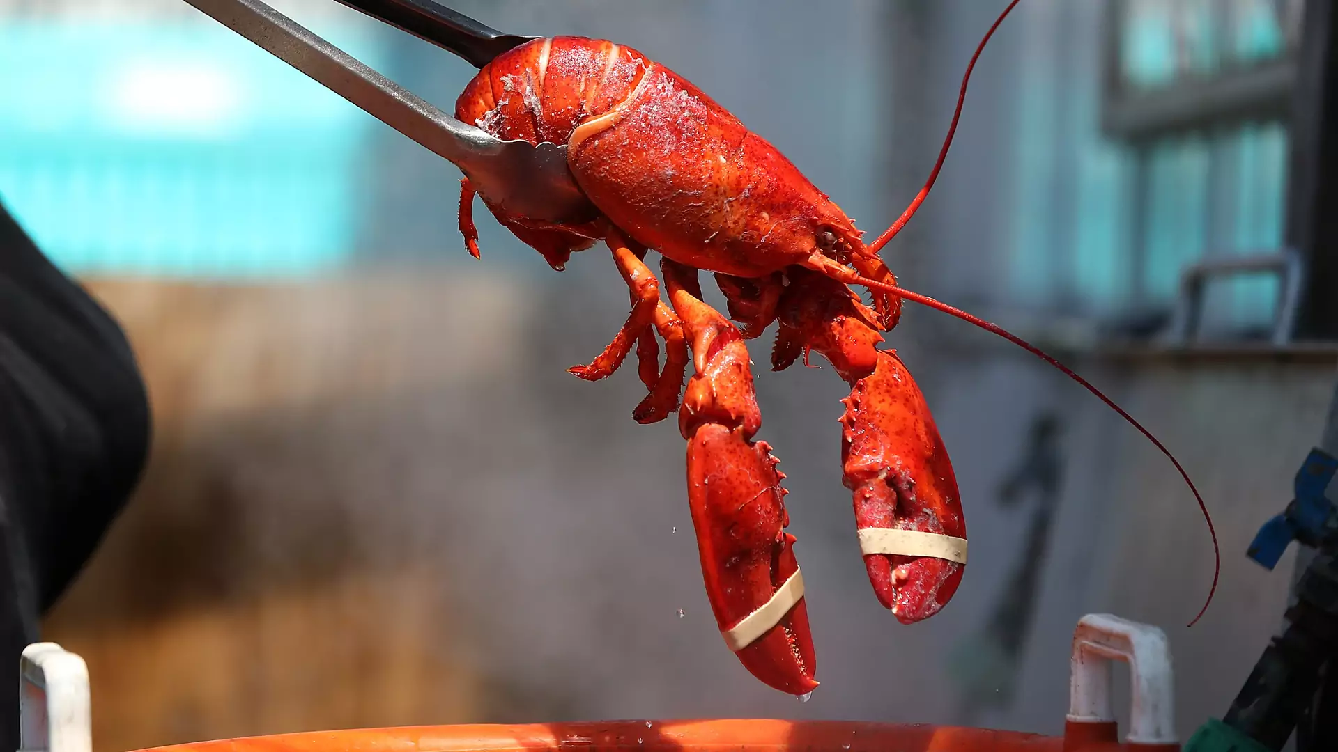 Koniec z gotowaniem homarów żywcem? Wielka Brytania chce wprowadzić oficjalny zakaz