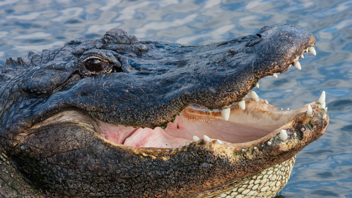 Krokodyle uważane są za jednych z najgroźniejszych drapieżników Afryki. Gady te słyną z bezwzględnego rozrywania swoich ofiar na strzępy i połykania wielkich kawałów mięsa. Jednak w palącym słońcu Zimbabwe, na farmie krokodyli Nyanyana nad brzegami Jeziora Kariba, karmienie krokodyli wygląda dość surrealistycznie, ponieważ te leniwie gady niespiesznie połykają wegetariańską karmę.