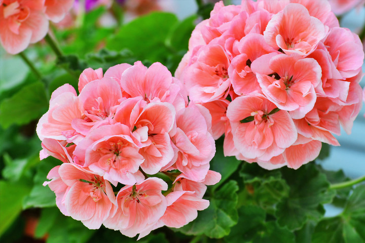 Pelargonia / fot. Whiteaster, Shutterstock