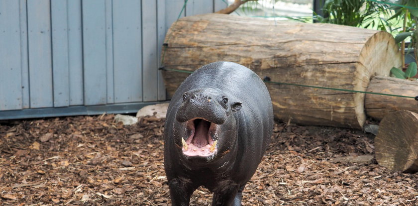 Hipcie z łódzkiego zoo na razie randkują w ciemno!