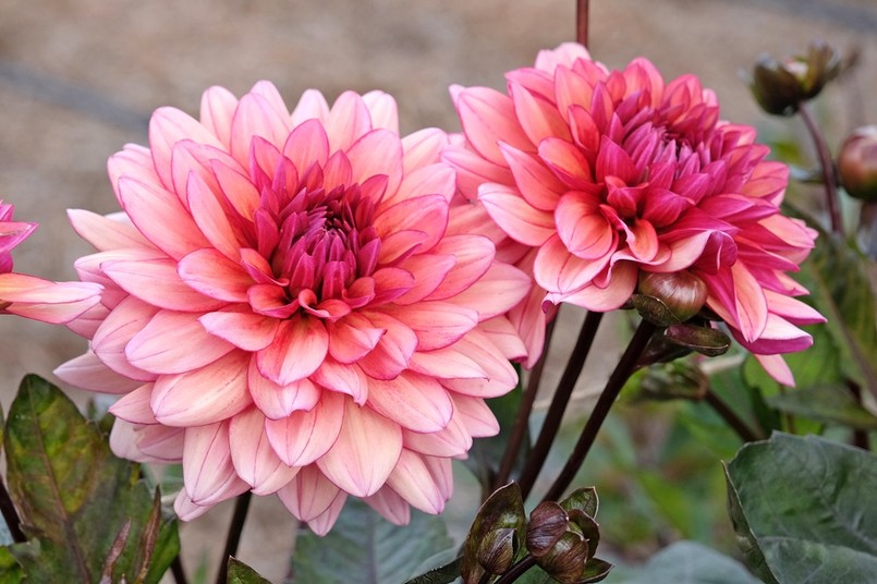 Dalia Night Silence - najpiękniejsze odmiany