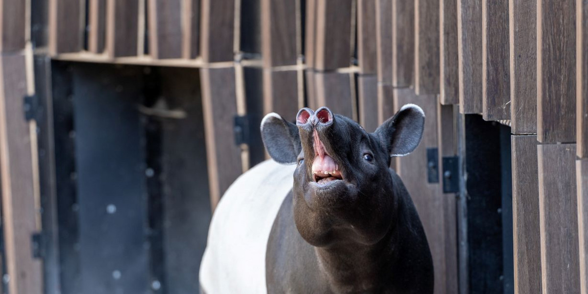 Tapir malajski z łódzkiego zoo