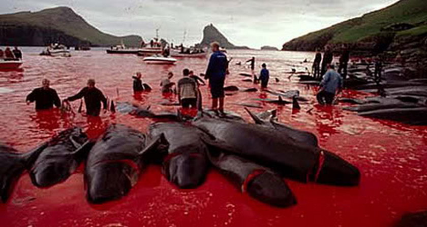 Rzeż delfinów u wybrzeży Wysp Owczych