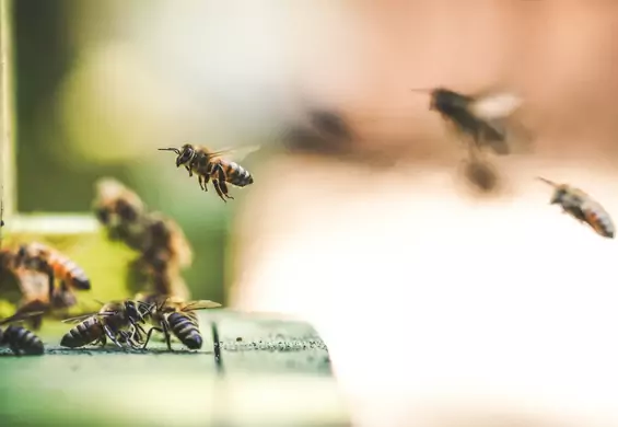 W USA wprowadzono pierwszą szczepionkę dla pszczół miodnych