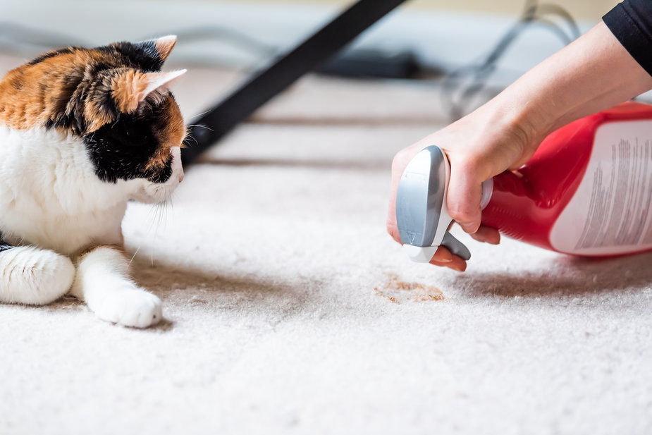 Właściciele zwierząt domowych powinni regularnie i dokładnie czyścić dywany i wykładziny dywanowe