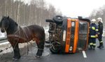 Głupota! Rolnik zaprzągł konia do ciężarówki