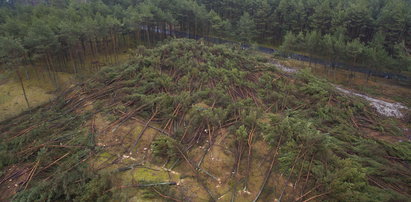 Skandal w Łebie! Położono pokotem setki drzew. Burmistrz wściekły