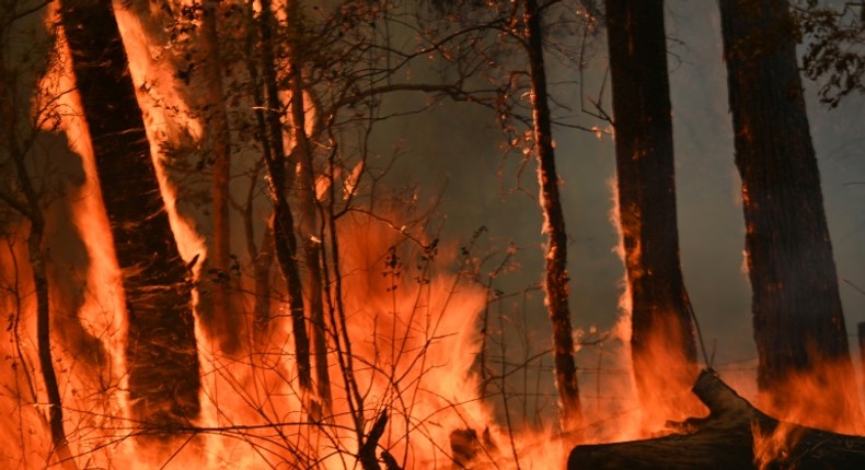 Devastating bushfires have razed more than a million hectares along Australia's seaboard