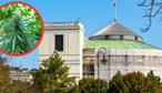 Legalizacja marihuany w Polsce: 15 g suszu i jedna roślina. Sejm zdecyduje