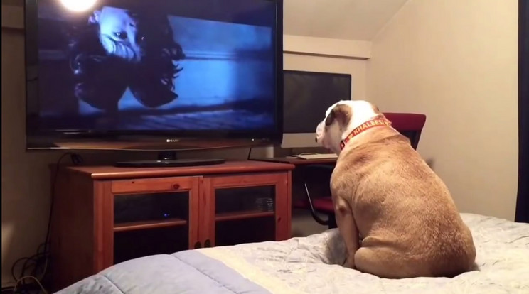 A bulldog a Démonok között című horrort nézte meg / Fotó: YouTube