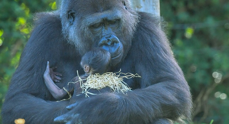 A gorilla with her living newborn baby on August 20 in Bristol Zoo.
