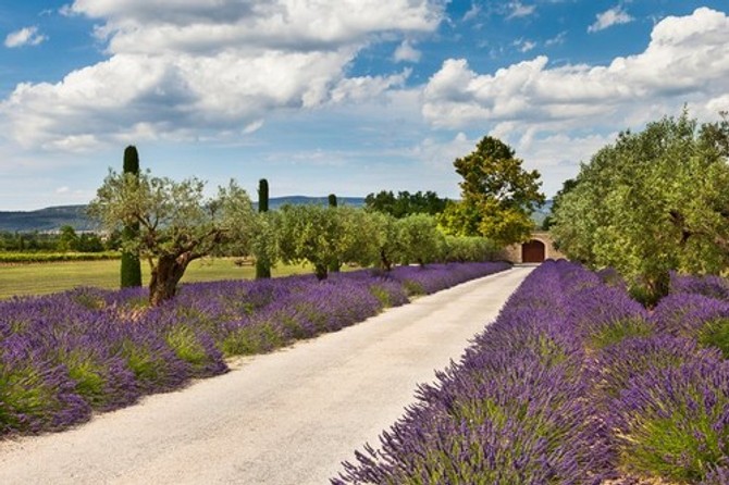 Lavanda