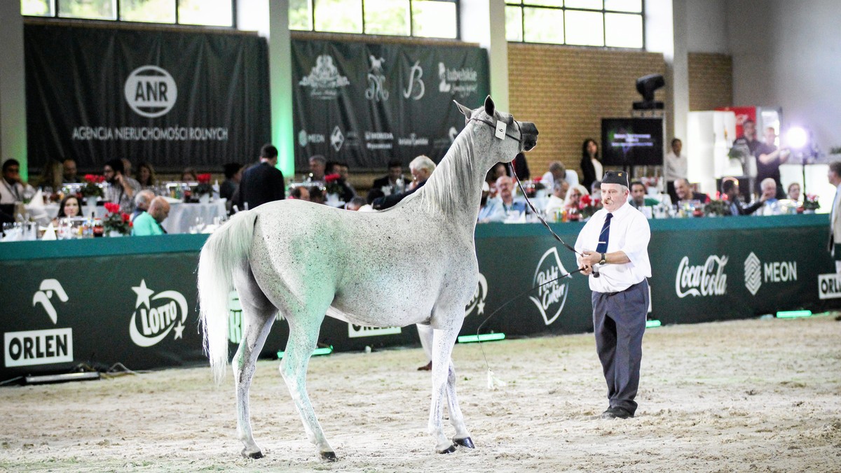 12 klaczy zostanie wystawionych na aukcji koni arabskich Pride of Poland, która dziś odbędzie się w Janowie Podlaskim. Janowska stadnina na sprzedaż wytypowała pięć klaczy - podaje Radio Lublin.