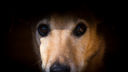 Vérengzés Erdőkertesen: lőfegyverrel támadt szomszédja kutyájára egy feldühödött nő
