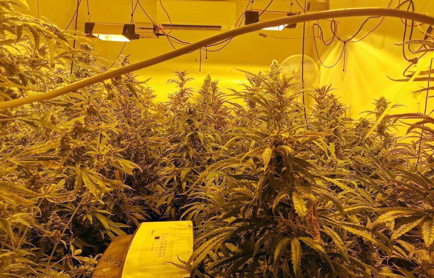 Laboratorija marihuane otkrivena na Dedinju