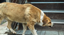 szczepienie-psa-wscieklizna-nowe-przepisy-2026