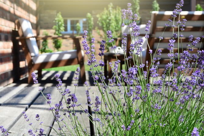 Lavanda