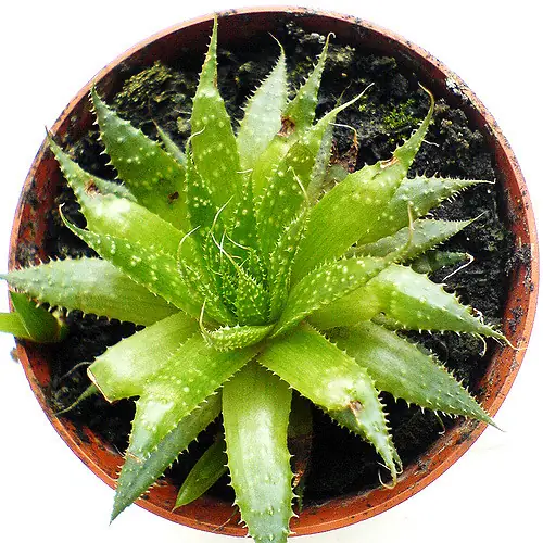 aloes1