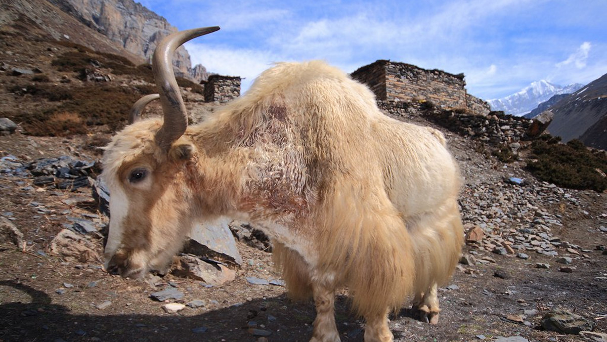 Annapurna - Thorung La i powrót w doliny