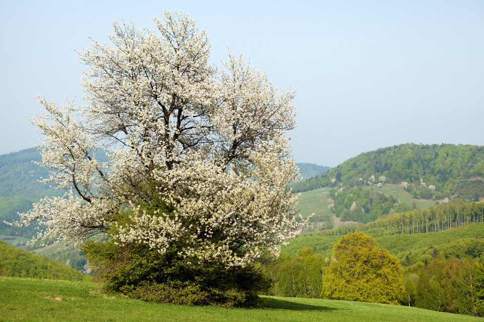 Bílé Karpaty (Białe Karpaty)